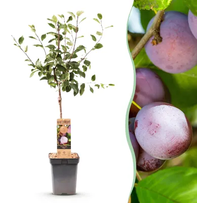 Produktbild von Green boutiQ - Obstbaum - Prunus domestica Opal - Pflaumenbaum - Winterhart - Lila-Rote Pflaume - 1 Pflanze - Topf 21cm - Höhe 90cm