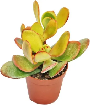 Zdjęcie produktu dla Crassula portulacea "Sunset" - duza roslina w doniczce 12 cm