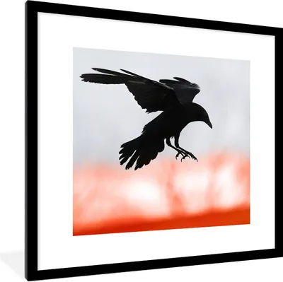 Produktbild von MuchoWow® Gerahmtes Poster Vogel - Krähe - Rot 40x40 cm - Poster mit Schwarzem Bilderrahmen Wandposter Rahmen Foto Bilder - Poster - Plakat im Rahmen