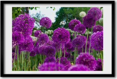 Produktbild von Bild 60x40 MDF-Rahmen, Wandkunst Blumen Knoblauch