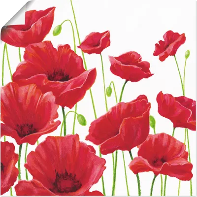 Produktbild von A. S.: Rote Mohnblumen, Produkt:Poster, Größe (HxB):30x30 cm / Poster