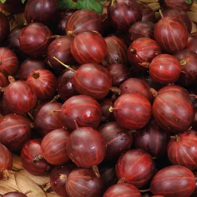 Immagine prodotto di Hinnonmaki Rod all'uva spina rossa 2L
