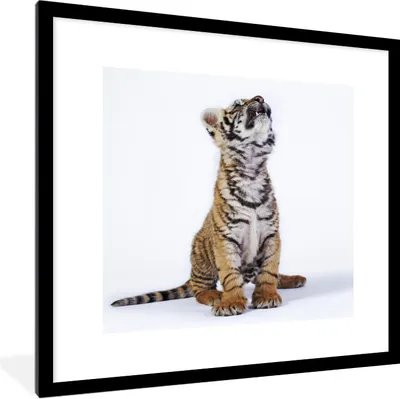 Produktbild von MuchoWow® Gerahmtes Poster Tiger - Jungtier - Weiß 40x40 cm - Poster mit Schwarzem Bilderrahmen Wandposter Rahmen Foto Bilder - Poster - Plakat im Rahmen