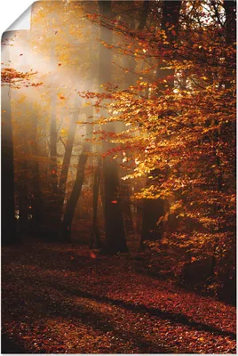 Produktbild von ARTland Poster Sonnenaufgang im Herbst Größe: 60x90 cm