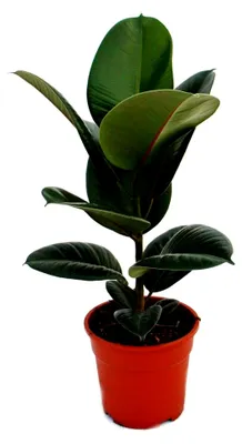 Produktbild von Gummibaum-Duo - 2er Set mit 2 verschiedenen Ficus elastica Pflanzen - 17 cm Topf
