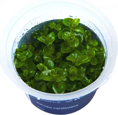 Produktbild von Bacopa caroliniana In-Vitro Cup algen- und schneckenfrei