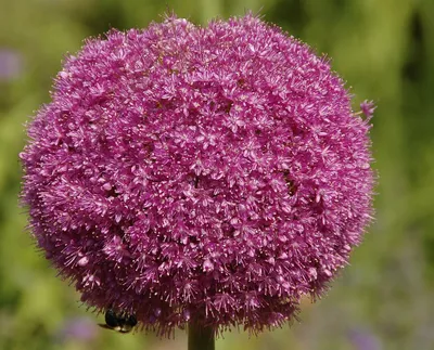 Produktbild von 25x Blumenzwiebeln Allium " Karataviens " Zierlauch Lila Kleinwüchsig