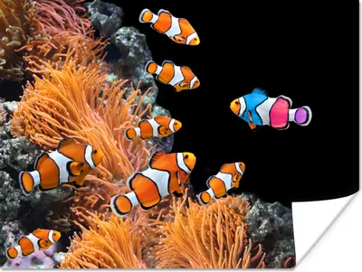 Produktbild von MuchoWow® Poster Fisch - Schwarz - Koralle 120x90 cm - Wandbild