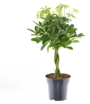 Produktbild von Schefflera Compacta Nora - 50-60cm - Ø17cm - Zimmerpflanze - Immergrün