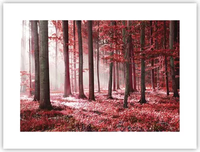 Produktbild von Poster - Poster ohne Rahmen - Wald Rot Bäume - 40x30 cm - Wand Bild - Wanddeko - Wandbilder - Kunstposter - Wandposter - Bilder - Kunstdruck - Wanddekoration - Wandbild - P2XAA40x30-4944