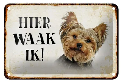 Produktbild von Blechschild Spruch 18x12cm holländisch Hier Waak ik Yorkshire Terrier Schild