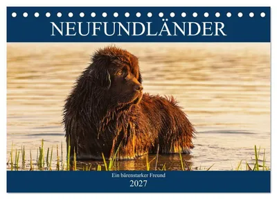 Produktbild von Neufundländer - Ein bärenstarker Freund (Tischkalender 2027 DIN A5 quer), CALVENDO Monatskalender