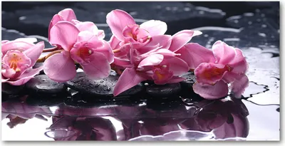 Produktbild von Tulup® Glas-Bild - 100x50 -Wandkunst - Wandbild hinter gehärtetem Sicherheitsglas  - Blumen & Pflanzen - Rosa Orchidee - Rosa