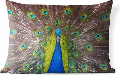 Produktbild von MuchoWow® Outdoor Kissen - Pfau - Federn - Augen - 50x30 cm - Wetterfest - Lounge Kissen - Sofa kissen - Wohnzimmer Dekoration