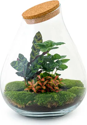 Produktbild von Flaschengarten - Drop XXL Rot - Ökosystem mit Pflanzen im Glas - ↑ 43 cm