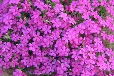 Immagine prodotto di 6 x Phlox (d) 'Crackerjack' - fiore di fiamma - vaso 9 x 9 cm