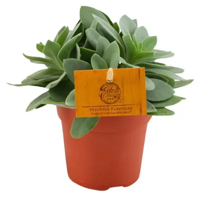 Produktbild von Sukkulente Senecio cephalophorus - Ø10,5 cm - ↕15 cm Afrikanische Trockenpflanze