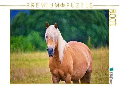 Produktbild von CALVENDO Puzzle Haflinger | 1000 Teile Lege-Größe 64x48cm Foto-Puzzle für glückliche Stunden