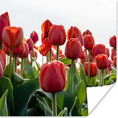 Produktbild von MuchoWow® Poster Ein Gebiet mit roten Tulpen in den Niederlanden 50x50 cm - Wohnzimmerdekoration