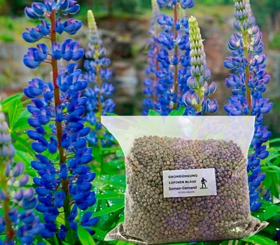 Obrázok produktu pre Lupiny Modrý Probor Zelené hnojivo 5 kg Čerstvé osivo