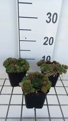 Immagine prodotto di 6 x Sempervivum hybr. 'Othello' - radice domestica - vaso 9 x 9 cm