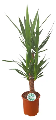 Immagine prodotto di Yucca - 80-90cm - Ø21cm - Pianta d'appartamento - Sempreverde