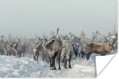 Produktbild von MuchoWow® Poster Rentier - Schnee - Tiere 120x80 cm - Bilder
