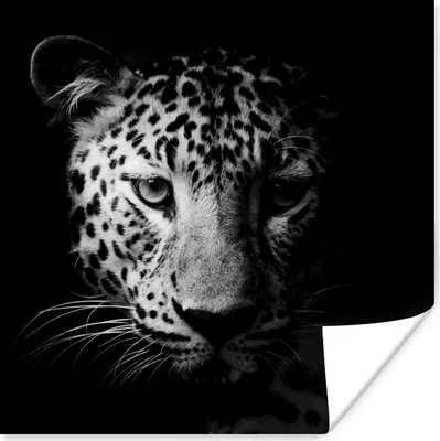 Produktbild von MuchoWow® Poster Panther - Wildtiere - Schwarz und weiß - Tiere 100x100 cm - Babyzimmer