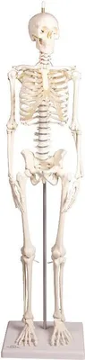 Immagine prodotto di Modello in miniatura di scheletro "Paul" con colonna vertebrale mobile della Erler-Zimmer