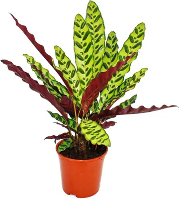 Image de Plante d'ombre à motif de feuilles inhabituel - Calathea lancifolia - pot de 14cm - hauteur env. 50cm