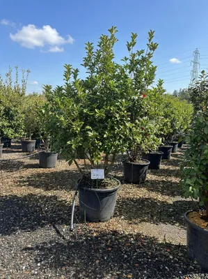Produktbild von Sunny Tree - Osmanthus Aquifolium Mehrstämmig XL – Schein-Stechpalme - 200 cm – Winterhart