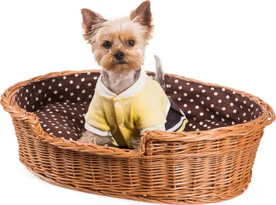 Produktbild von JIPRO® Katzenkorb, Hundebett aus Weide mit braun-weißem Kissen Dant V. - B 55 x T 40 x H 18(cm)