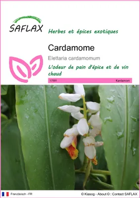 Image de SAFLAX - Cardamome - 20 graines - Elettaria