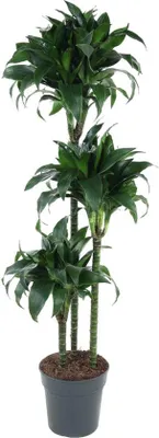 Produktbild von Famanu Dracaena Tatuade - 140 cm - ø24