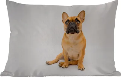 Produktbild von MuchoWow® Outdoor Kissen - Französische Bulldogge - Weiß - Braun - 50x30 cm - Wetterfest - Lounge Kissen - Sofa kissen - Wohnzimmer Dekoration