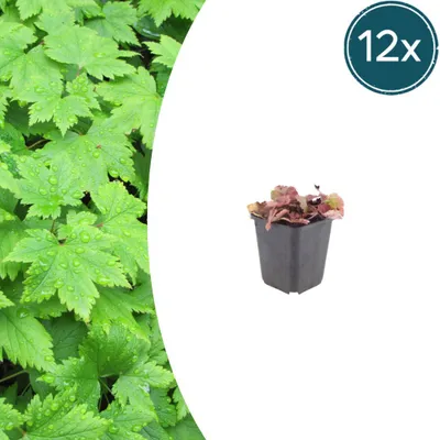 Obrázek produktu pro Tiarella cordifolia – Tiarella srdčitolistá – 9cm květináč – výška 15–25 cm – sada 12 rostlin