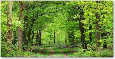 Produktbild von Tulup® Leinwandbild -100x50 cm - Wandkunst - Drucke auf Leinwand - Leinwanddruck  - Landschaften - Grün - Frühlingswald
