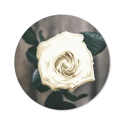 Produktbild von MuchoWow® Mauspad Mousepad Rose - Blumen - Blätter 40x40 cm - Mousepads - Maus Mat - Pad - Mausunterlage - Schreibtisch Accessoires