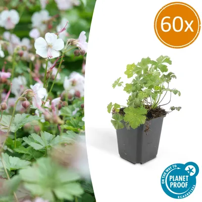 Produktbild von Bodendecker - Cambridge Storchschnabel - Geranium cantabrigiense 'Biokovo' - 9cm Topf - Set mit 60 Pflanzen