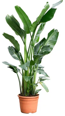 Obrázok produktu pre Gardners Strelitzia nicolai, priemer 34 cm