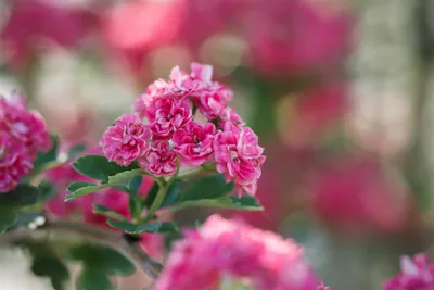 Produktbild von Crataegus laevigata 'Paul's Scarlet', Rotdorn, dunkelrosa, 60–100 cm