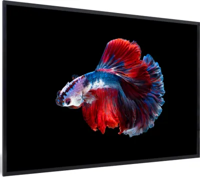 Produktbild von MuchoWow® MuchoWow® Gerahmtes Poster Fisch - Schwanz - Schwarz 30x20 cm - Poster mit zchwarzem Bilderrahmen - Kunstdruck - Bild-Poster