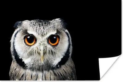 Produktbild von MuchoWow® Poster Nahaufnahme Eule 30x20 cm - Plakate - Print