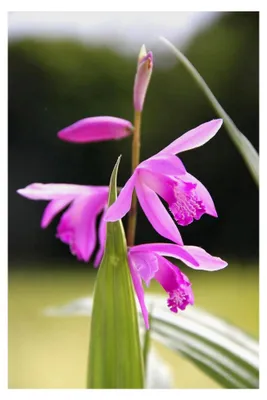 Produktbild von Bletilla striata - Sumpforchidee - Japanorchidee - Rarität - im 9x9 cm Topf durchwurzelt