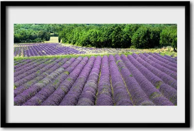 Produktbild von Bild 60x40 MDF-Rahmen Wandkunst Wiese Blumen Natur Pflanze