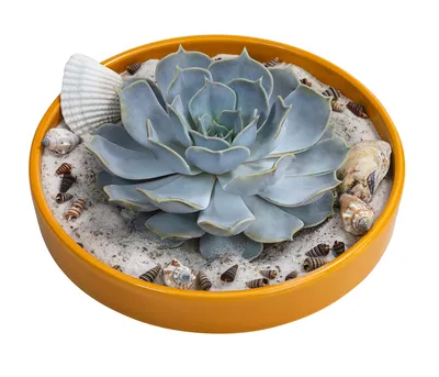 Produktbild von Dehner Echeverie in Betonschale, DIY-Set mit Muscheln und Sand, Ø Pflanze 14 cm, Höhe 8 cm, Ø Schale 19 cm, Sukkulente
