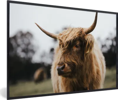 Produktbild von MuchoWow® MuchoWow® Gerahmtes Poster Schottisches Hochlandrind - Tiere - Hörner 90x60 cm - Poster mit zchwarzem Bilderrahmen - Fotorahmen - Foto-Plakat