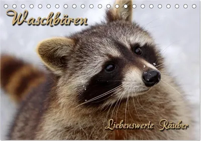 Produktbild von Waschbären (Tischkalender 2026 DIN A5 quer), CALVENDO Monatskalender