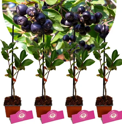 Obrázok produktu pre Sada 4 čiernych arónií - Aronia mitschurinii "Amit" - výška 30 cm - 9 cm kvetináč
