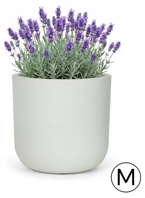 Obrázek produktu pro Květináč na Zahradu Terasu Balkon do Domu Mazovia Mrazuvzdorný, Odolný proti UV, Voděodolný Bílý Ecru PP 36x36x35,5 cm